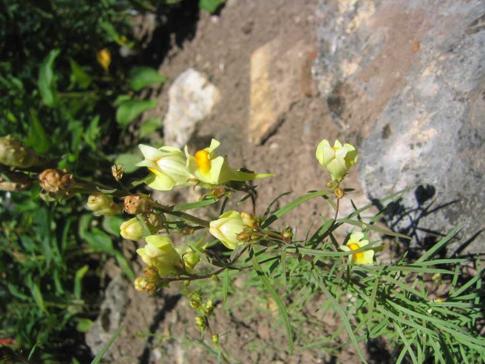 Linaria vulgaris (Gewöhnliches Leinkraut)